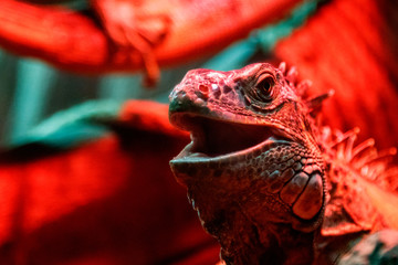 beautiful iguana lizard