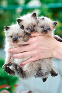 Three Balinese kittens are in the hands of the owner. Caring for pets with pets. Photo for your design.