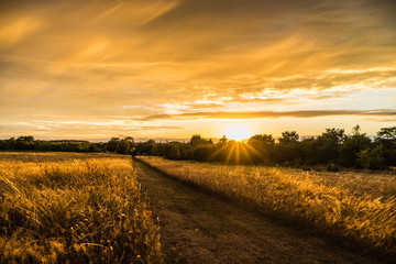 sunset over field