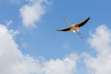 One Flamingo with spread wings in flight