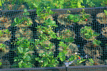 Strawberry plants in plastic pots with watering system under net cover. Healthy food concept. Beautiful background.