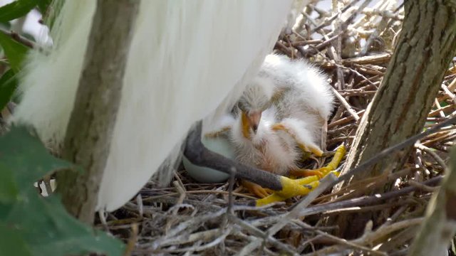 Newborn Chick Great White Egret. Nestling in the nest had just hatched from the egg. Chick knows the surrounding world of wildlife. 4k resolution.