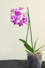 Beautiful rare orchid in pot on white background