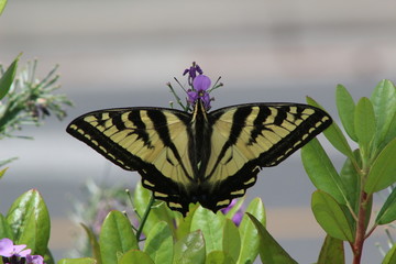 nature