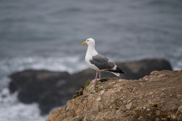 Seagull on rock at Mori Point, CA, Pacific Ocean.