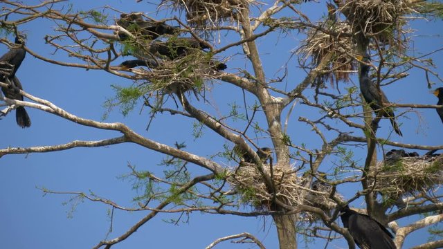 Cormorant nests in a tree. Phalacrocorax carbo. Great Black Cormorant. Vertical Panorama, 4K resolution video.