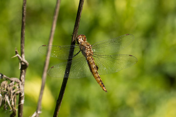 Spot-winged Glider