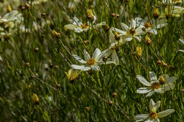 white daisies in a group
