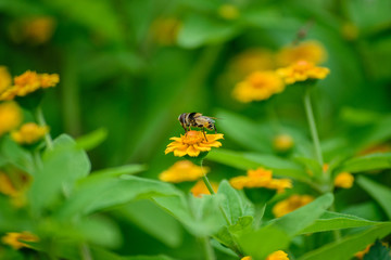 Bee posing for the photo