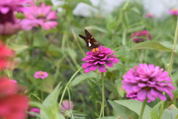 orange butterfly on pink zinnia