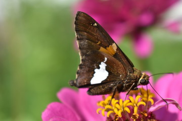 butterfly on pink zinnia