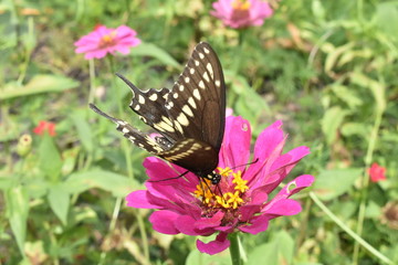 Fototapeta na wymiar swallowtail on pink zinnia