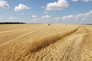 Golden wheat field with blue vivid sky in background