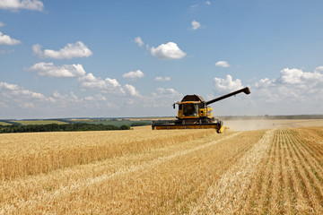 Fototapeta premium Combine harvests wheat on a field in sunny summer day