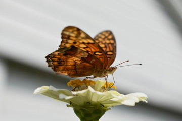 Orange Butterfly on white flower