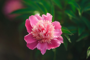 blooming pink peony flower