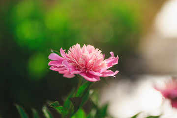 blooming pink peony flower