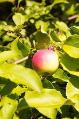 Ripe apples on apple tree.