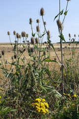Wilde Karde, Wald-Karde (Dipsacus silvestris, Dipsacus fullonum)