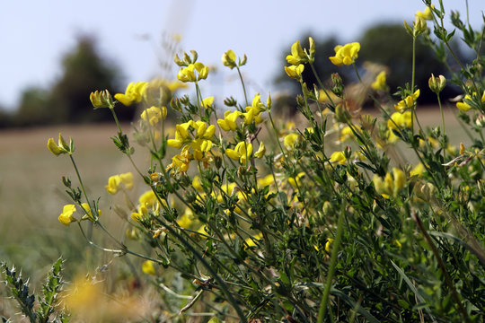 Behaarter Ginster (Genista pilosa),Heide-Ginster,Sand-Ginster