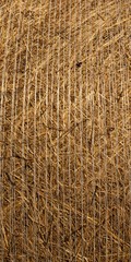Straw bales on a meadow in summer, rural background, texture of dry grass straw.