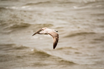 mouette en plein vol à cabourg