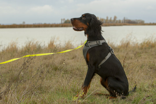 Jagdhund in Ausbildung zur Wasserjagd