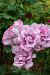 close up soft pink roses