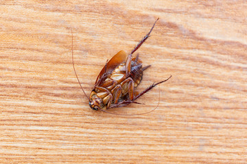 cockroach dead body on floor