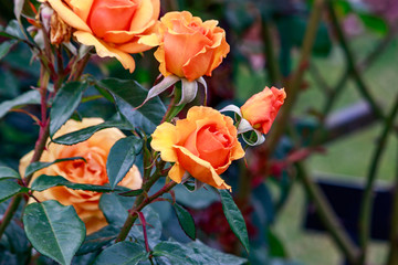 vivid orange roses