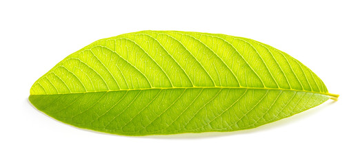 fresh green leaf on a white background