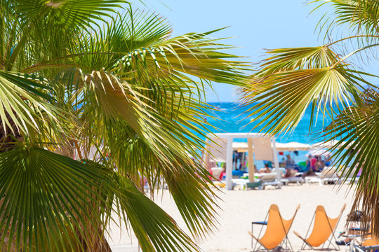 Fototapeta sand beach and palm blur background