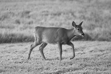 Naklejka na ściany i meble A young deer wonders through the grass wet from dew in the early morning - black and white