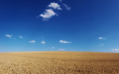 scenic panorama view of wheat field under a cloudy sky 