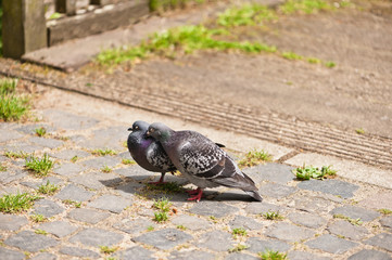 Ein Taubenpärchen mit geschlossenen Augen