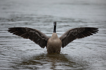 Canada Geese flapping wings