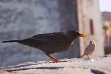 Uccellino di Sirmione
