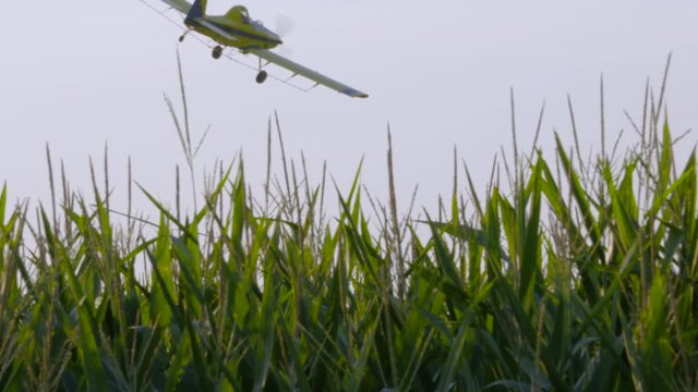 Crop duster flying over corn field, super slow motion video