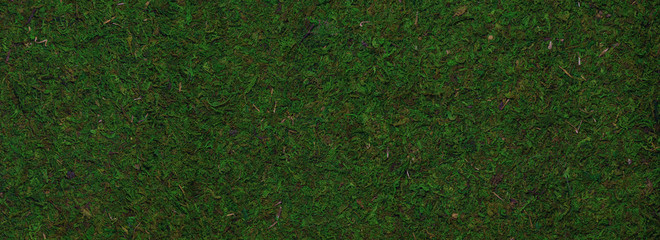 Closeup of green moss background or texture