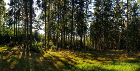 Fototapeta na wymiar panorama view in the forest with trees and rays