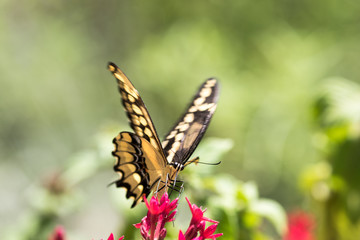 Giant Swallowtail Butterfly -  Papilio cresphotes