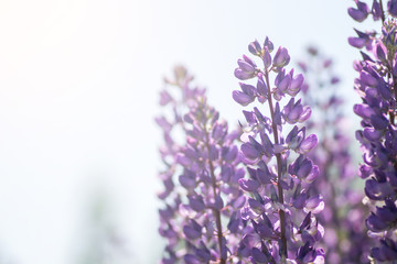 Blooming lupine flowers. A field of lupines. Violet spring and summer flowers