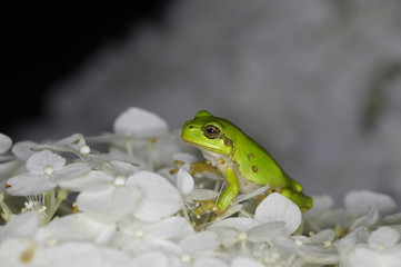Tree frog on Hydrangea