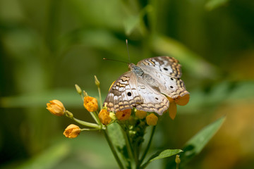 White Peacock Butterfly -  Anartia jatrophae