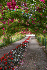 tunnel through red roses
