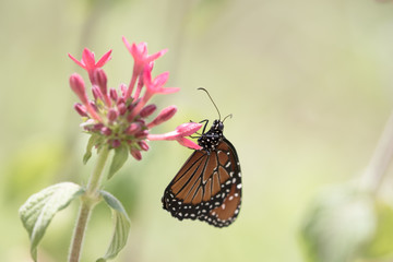 Queen Butterfly - Danaus gillipus