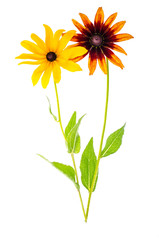 Naklejka premium Yellow Rudbekka flowers on white background