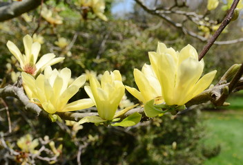 yellow magnolia tree blossom © Virynja
