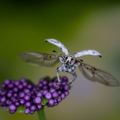 Stink bug flying away