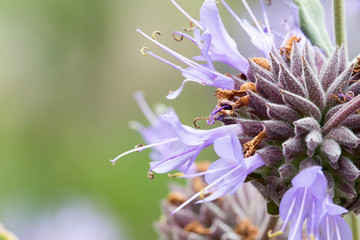 Cleveland Sage also known as California Blue Sage  - Salvia clevelandii